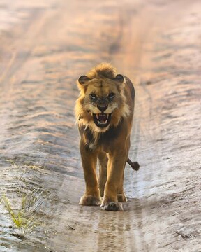 Majestic Male Lion Roaring in a Dusty Savanna Path During Golden Hour, Showcasing its Strength, Beauty, and Dominance in the Wild