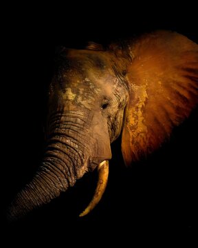 Majestic Elephant Portrait Illuminated Against the Dark, Showcasing Its Rugged Beauty and Grace