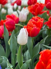 Fototapeta premium red tulips in the garden