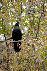 Majestic Black Raven Perched Gracefully Among Colorful Autumn Leaves in a Serene Forest Setting