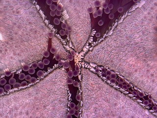 close-up microscopic view of a starfish arm cross-section showcasing intricate radial symmetry,...