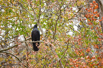 Majestic Black Raven Perched Gracefully Among Colorful Autumn Leaves in a Serene Forest Setting