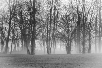 fog in the forest