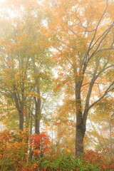 Fototapeta premium fog and trees in the autumn forest 