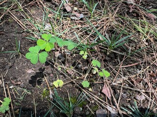 Fresh growing Oxalis corniculata plants. Common names for the plant Oxalis corniculata are the creeping woodsorrel, sour clover, procumbent yellow sorrel or sleeping beauty. Family Oxalidaceae.
