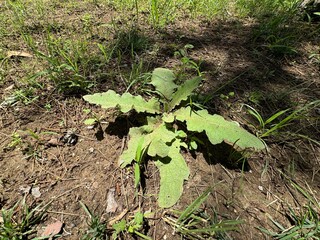 Close-up of fresh leaves of Verbascum sinuatum. Scallop-leaved mullein, the wavyleaf mullein, or Candela regia, is a species of perennial herbaceous plants in the genus Verbascum.
