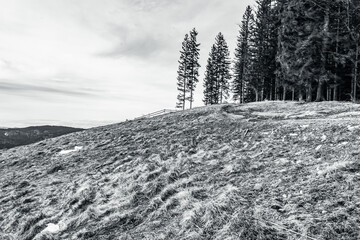 Landscapes - Forest - Europe, Romania, Suceava region 