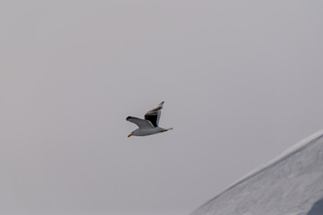 Kelp gull (Larus dominicanus) in Antarctica.