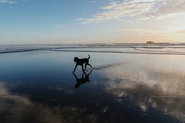 Black dog playing on the beach at sunset, water reflections. Dog enjoying the waves. Bethells...