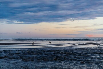 Dogs play on the beach at sunset. Coastal scene with waves and low light. Bethells Beach, Auckland,...