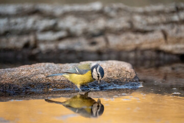 Common Blue Tit (Cyanistes caeruleus) photographed in Spain