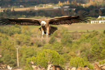 Griffon vulture (Gyps fulvus) photographed in Spain