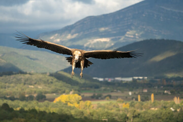 Naklejka premium Griffon vulture (Gyps fulvus) photographed in Spain