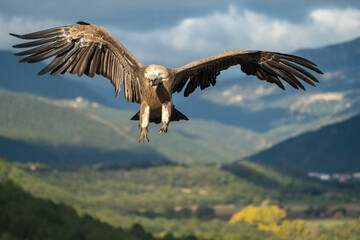 Griffon vulture (Gyps fulvus) photographed in Spain