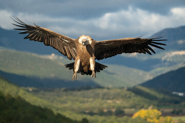 Griffon vulture (Gyps fulvus) photographed in Spain