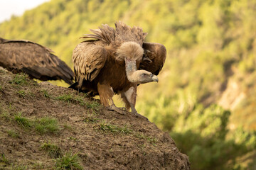 Griffon vulture (Gyps fulvus) photographed in Spain