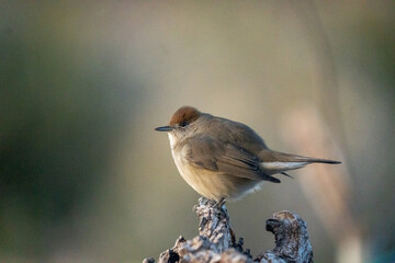 Blackcap (Sylvia atricapilla) photographed in Spain