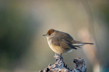 Blackcap (Sylvia atricapilla) photographed in Spain