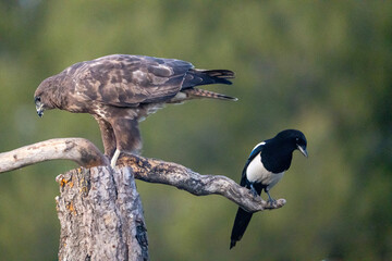 Common buzzard (Buteo buteo) photographed in Spain