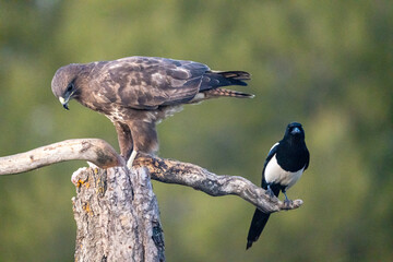 Common buzzard (Buteo buteo) photographed in Spain