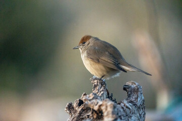 Fototapeta premium Blackcap (Sylvia atricapilla) photographed in Spain