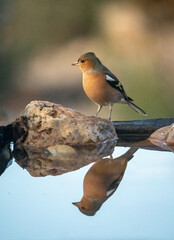 Chaffinch (Fringilla coelebs) photographed in Spain