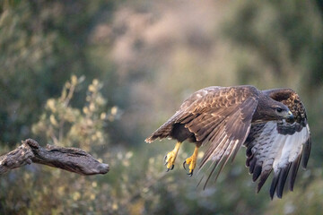Common buzzard (Buteo buteo) photographed in Spain