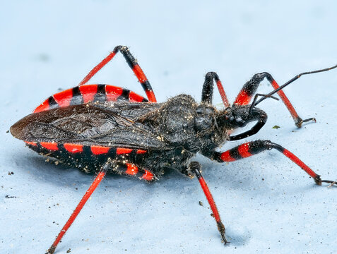 Rote Mordwanze (Rhynocoris iracundus)