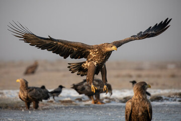 white tailed eagle in flight