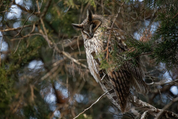 long-eared owl in a tree