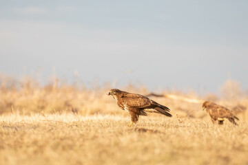 portrait of a buzzard on the ground - Buteo buteo