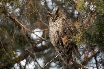 long-eared owl in a tree