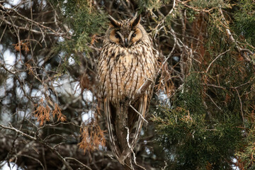 long-eared owl in a tree