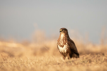 portrait of a buzzard on the ground - Buteo buteo