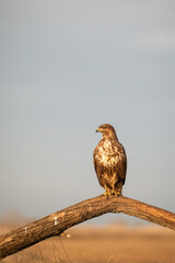 portrait of a buzzard sitting on a branch - Buteo buteo