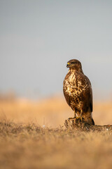 portrait of a buzzard sitting on a branch - Buteo buteo