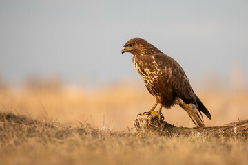 portrait of a buzzard sitting on a branch - Buteo buteo