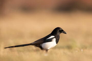Obraz premium Magpie on the ground