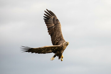 an adult white tailed eagle in flight