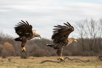 two white tailed eagles in flight