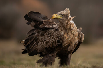 beautiful portrait of an adult white tailed eagle