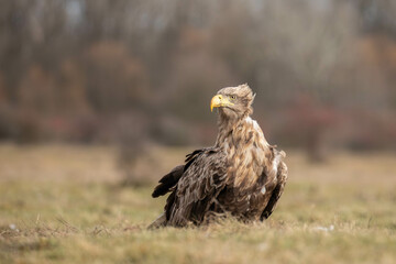 portrait of a white tailed eagle sitting on the ground