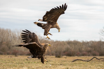 two white tailed eagles in flight