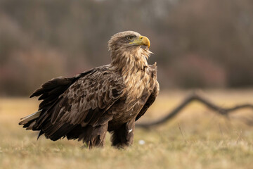 portrait of a white tailed eagle sitting on the ground