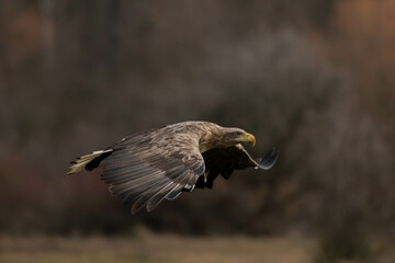 a white tailed eagle in flight