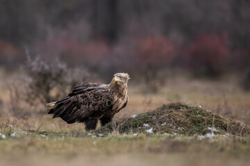 Fototapeta premium a white tailed eagle sitting on the ground