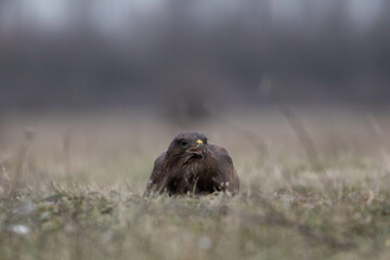a common buzzard sitting in the gras