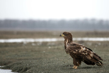 Fototapeta premium juvenile white tailed eagle