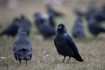 some jackdaws on the ground looking for some food in the grass and in the fields