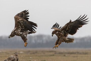 two white tailed eagles in flight